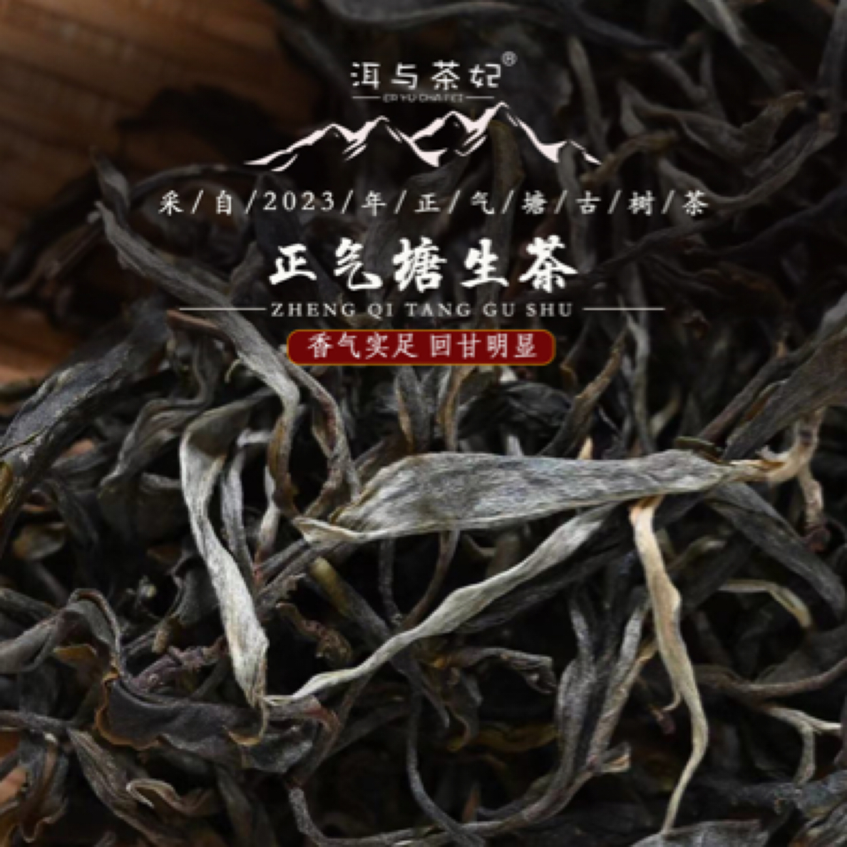 【洱与茶妃】2023年临沧正气塘古树散茶包邮1000克
