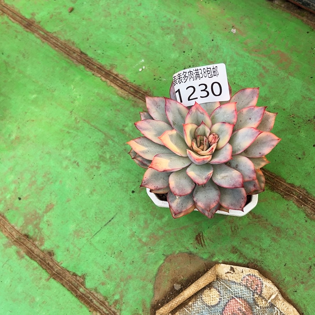 坤***生无花朵多肉一物一拍植物1230