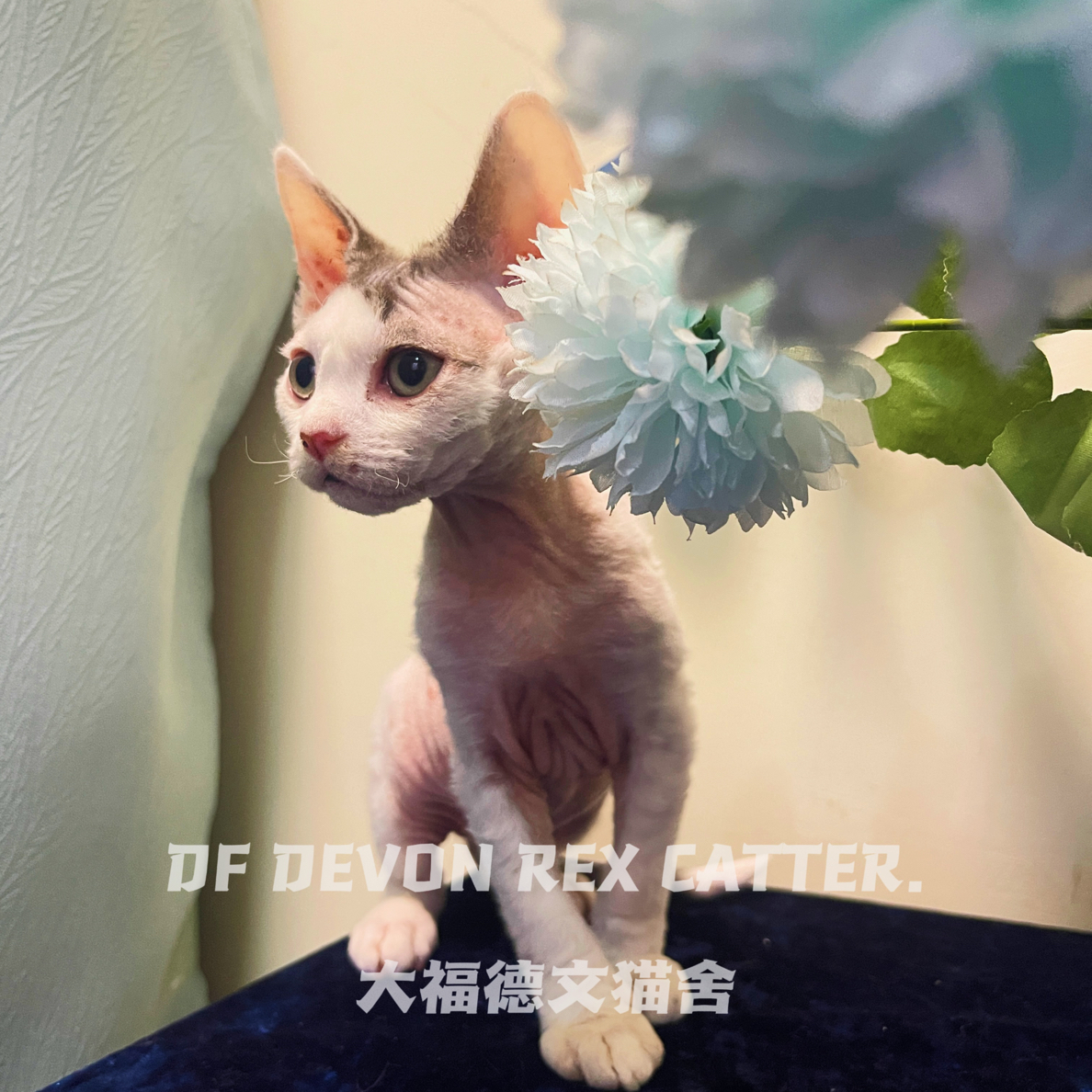 黑白梵花德文卷毛猫妹妹