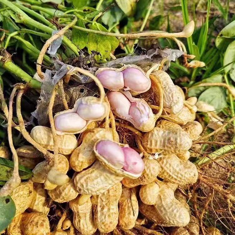 【农村野生】鲜花生 先挖现卖 饱满度98%以上 满满的小时候味道 