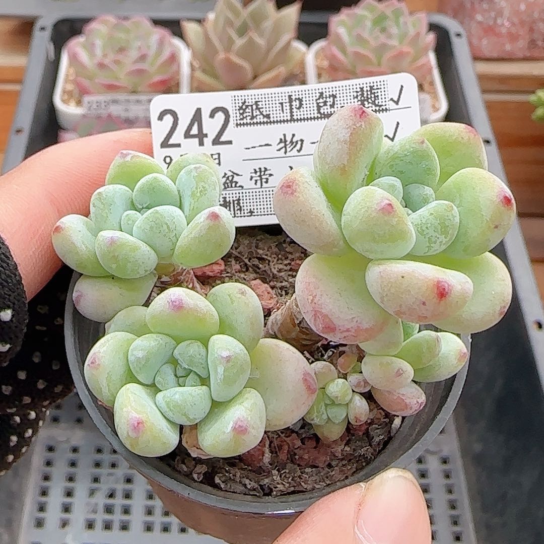 多肉0906-242罗琦小老桩