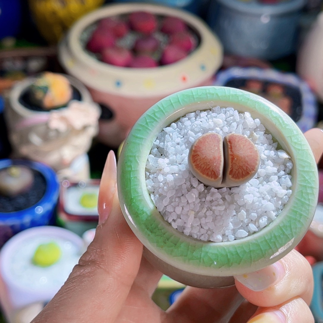 1.9cm红窗菊生石花包邮