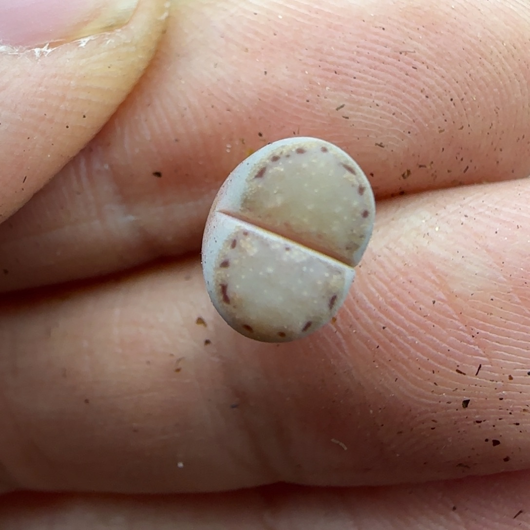 496小个子饼干清框福利30包邮