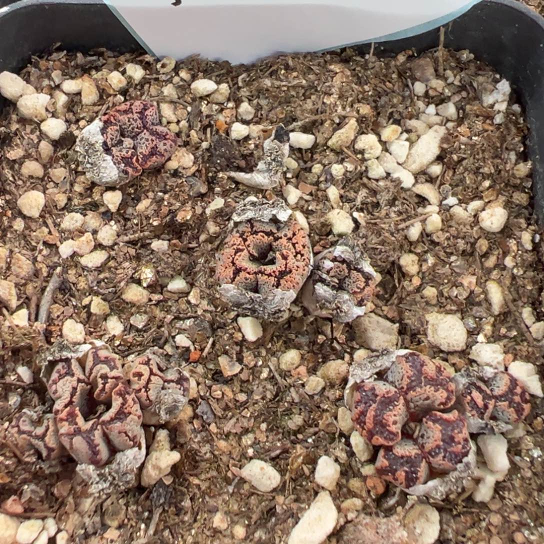 3-12肉锥多肉植物，