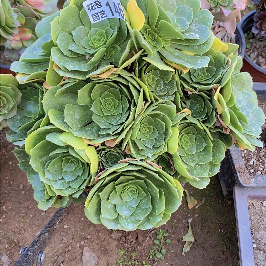 146 号一物一拍多肉植物