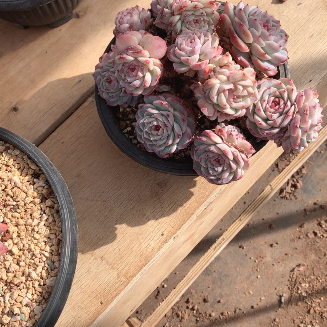 需会斤斤计较好方法