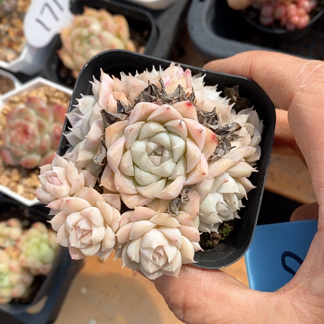 精品多肉一物一拍不包整230