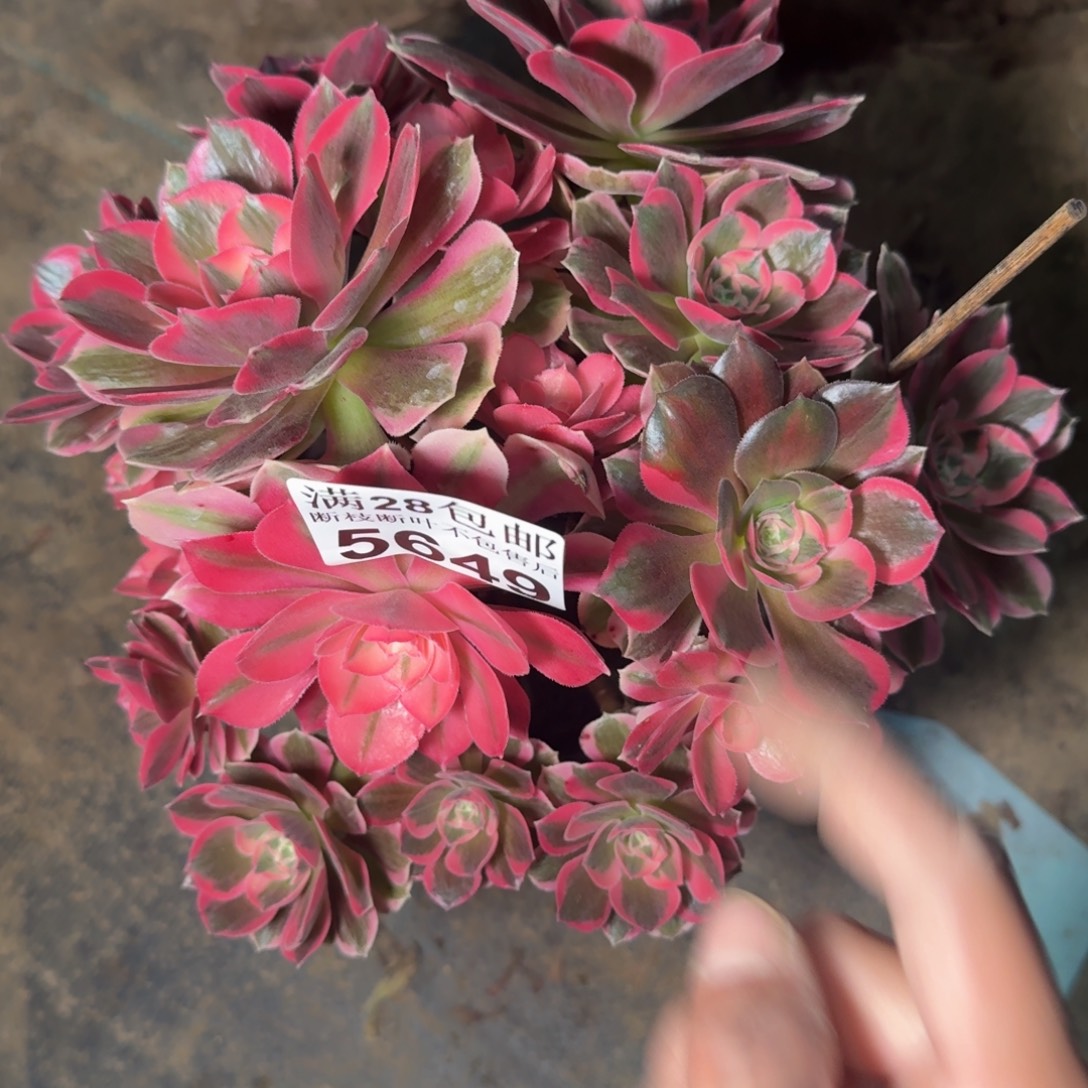 5649女巫不包断枝