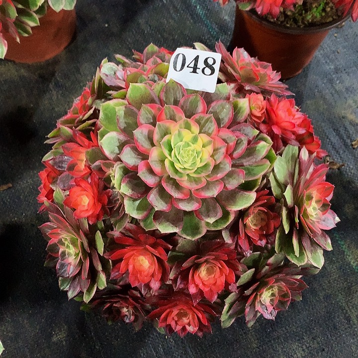 金***果法师黑魔锦04800000