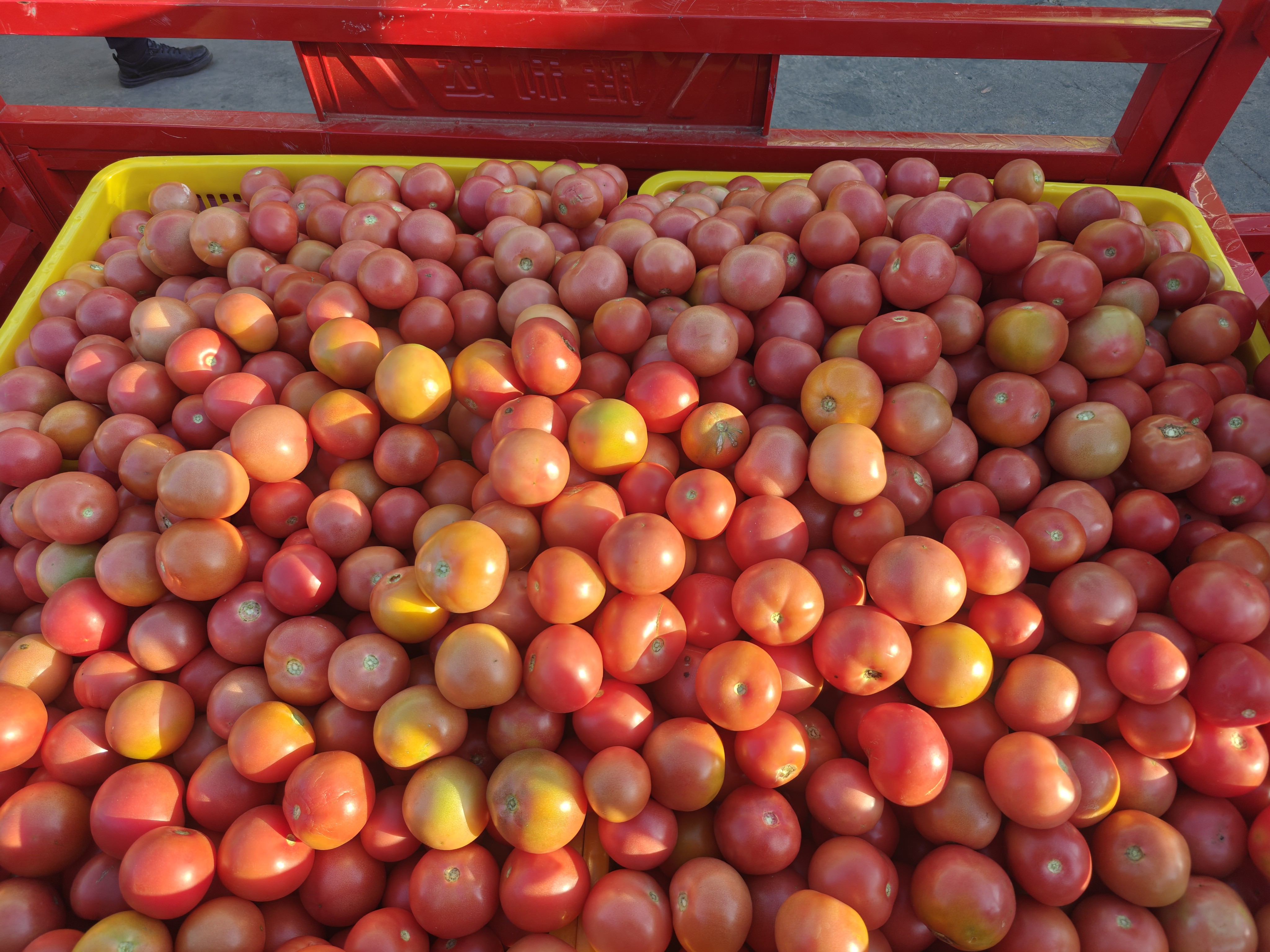 云南露天种植石头大番茄适合生吃做菜