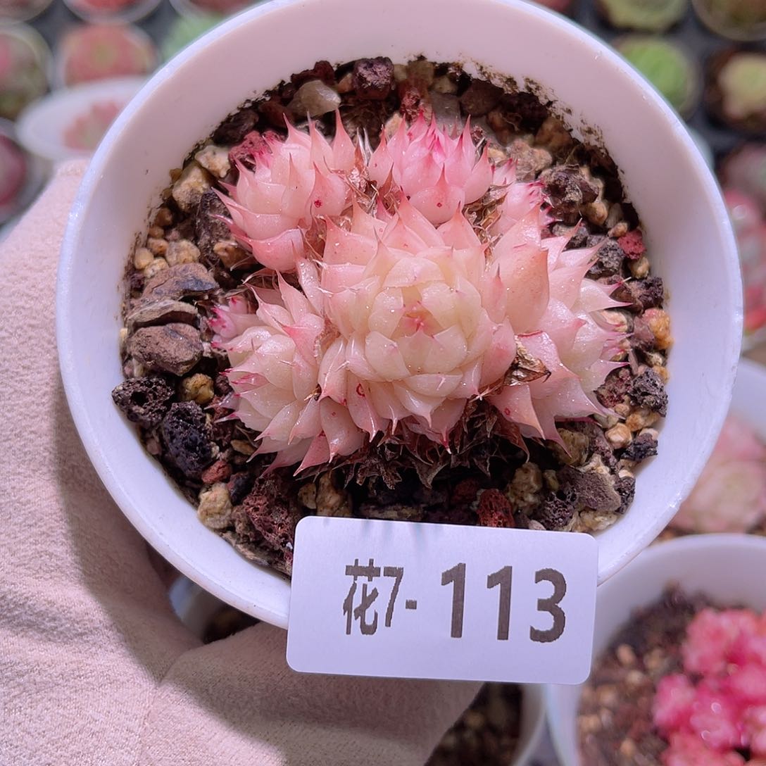 花利美7-113海王群