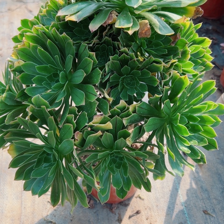 952绿法师多肉植物