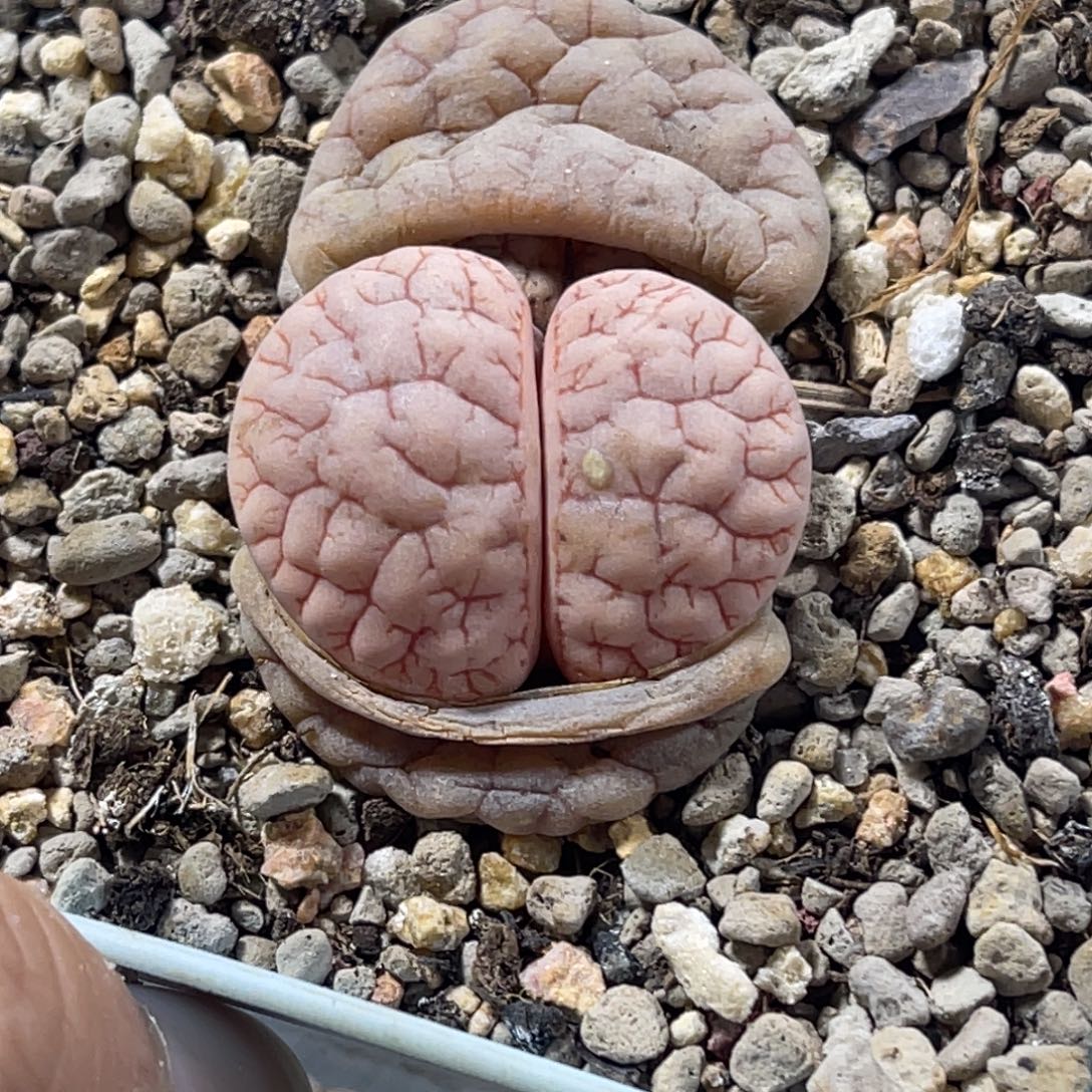 3075双头球体红纹261