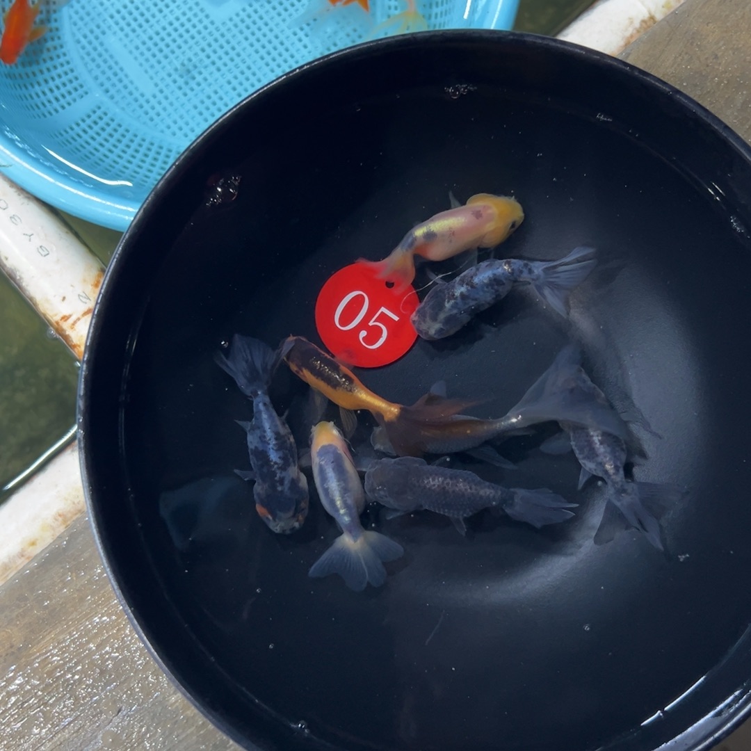 金鱼5号。丹凤2条20。猫5条30 蛋球5