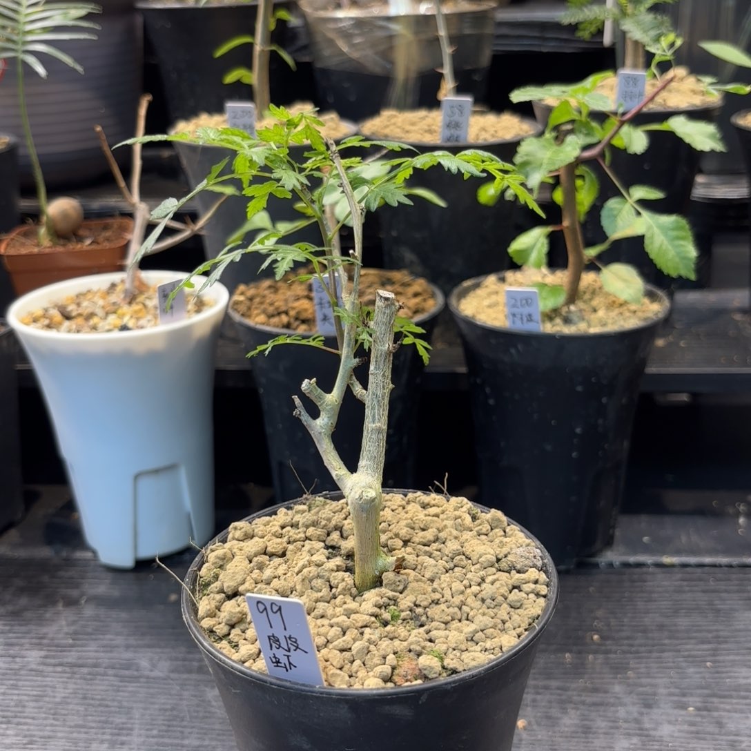 木  皮皮虾裂榄扦插带盆土