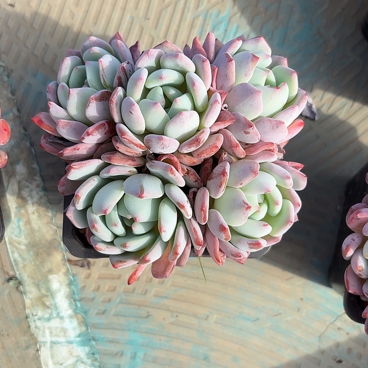 漫橙自然群无砍多头