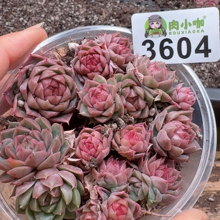 多肉植物多肉植物