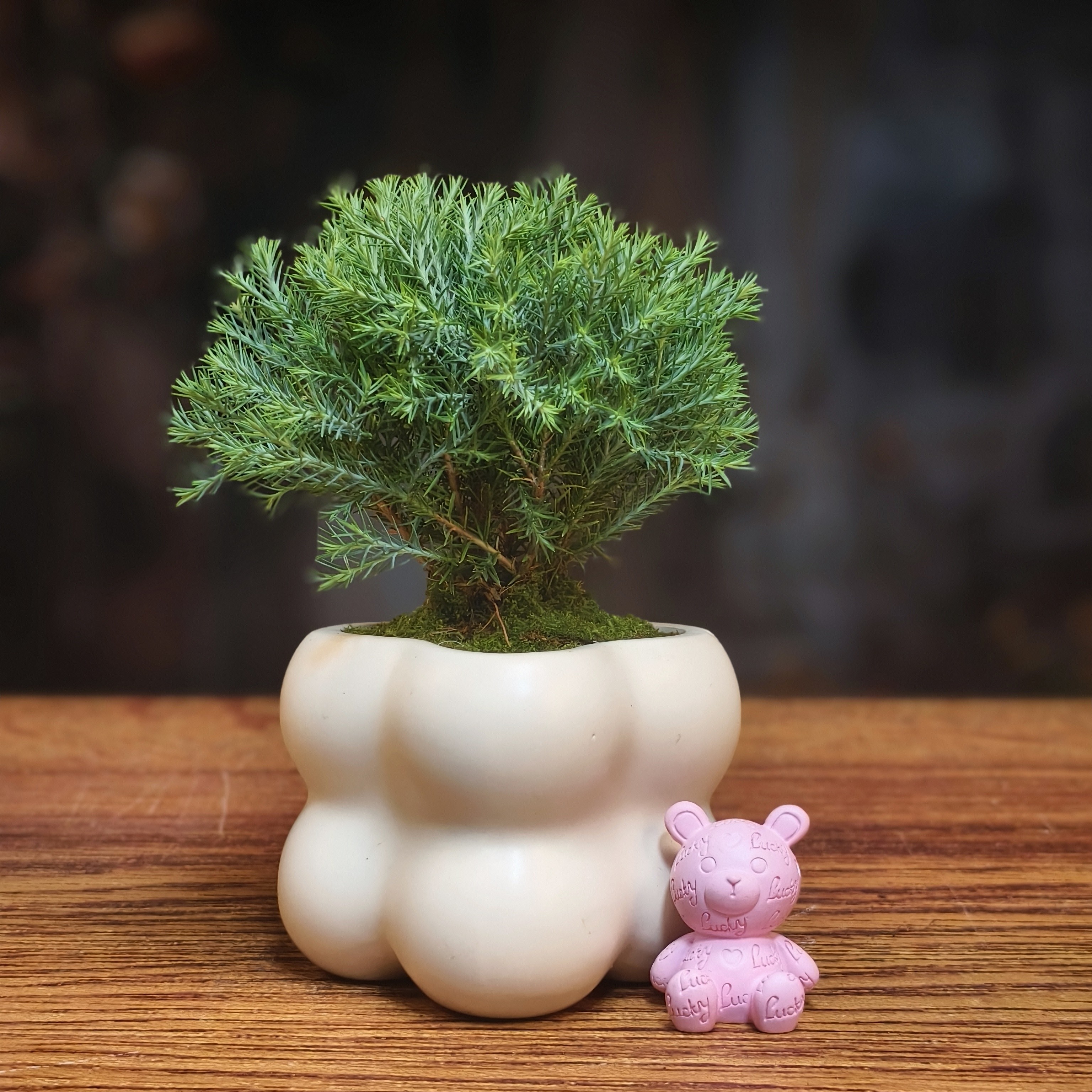 放轻松(雾凇)桌面微景观茶桌摆件写字台摆件