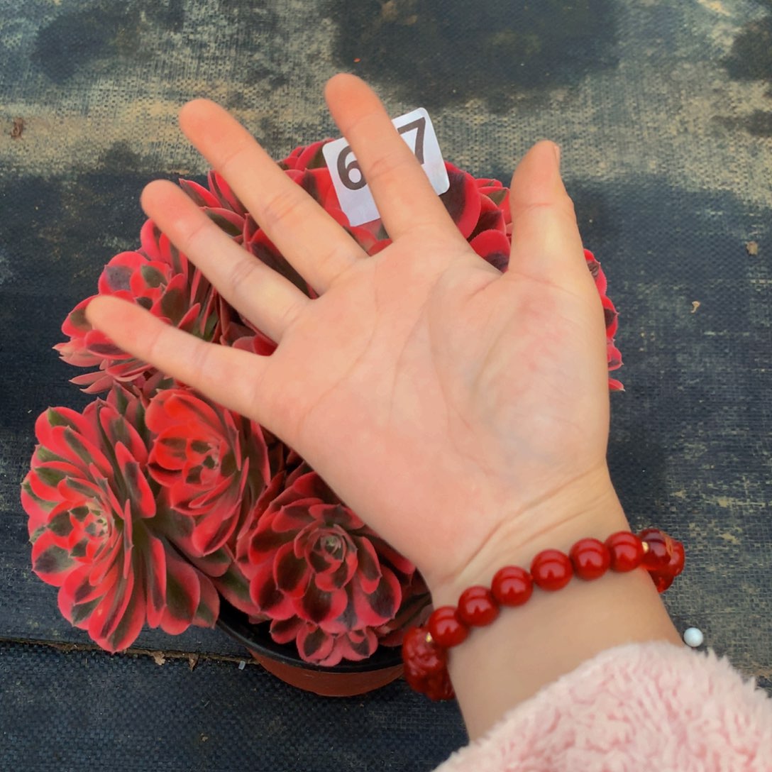 【闪购商品】粉697000000000000