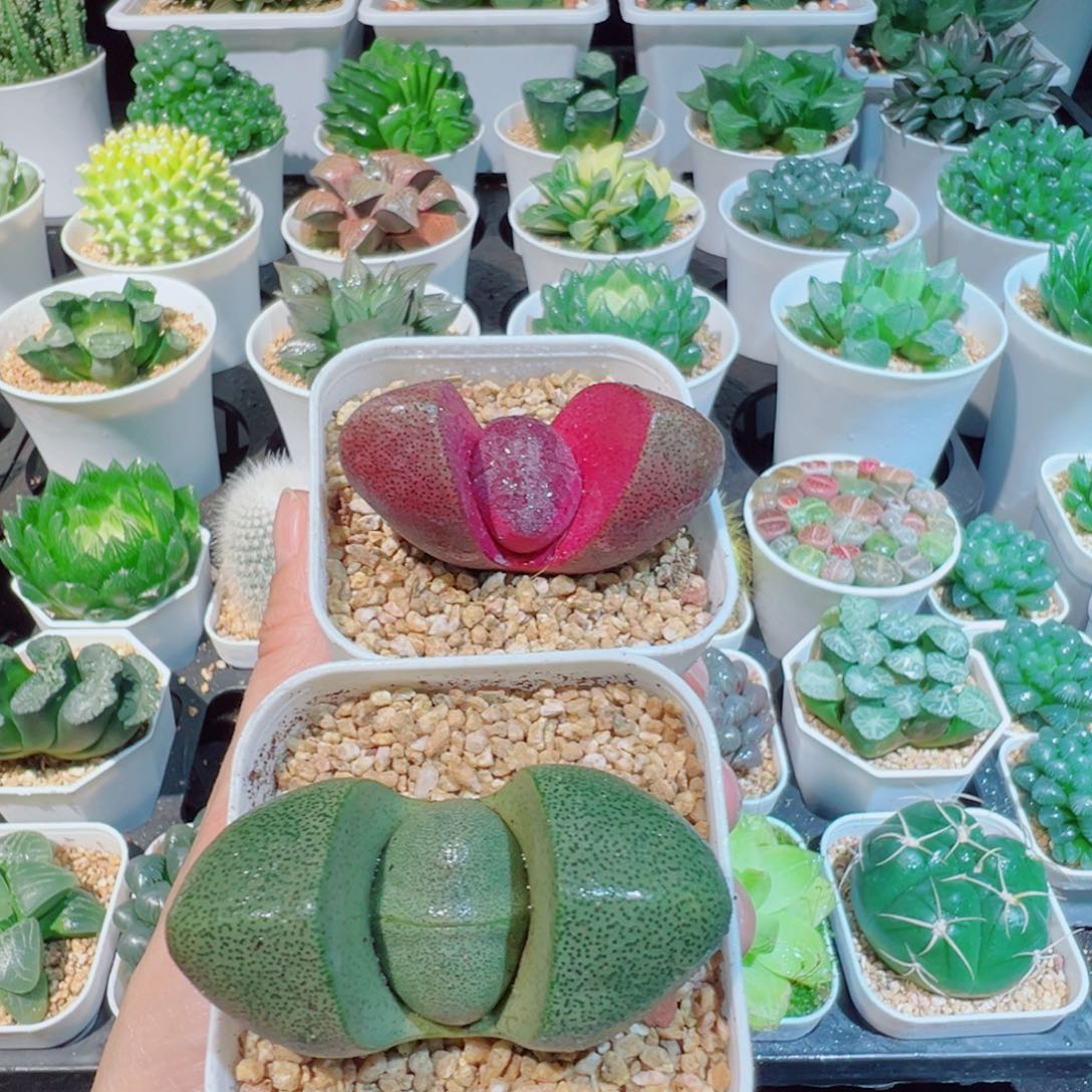 紫元宝加绿元宝多肉