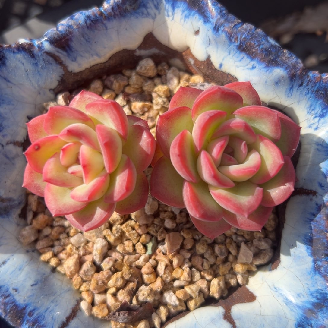 雪夜精控多肉一物一拍