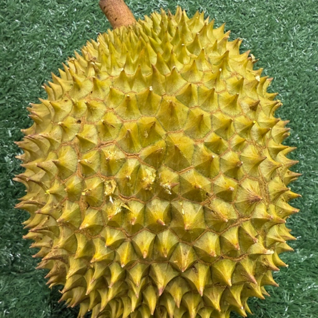 越南金枕两斤肉肉新鲜核小香甜软糯金枕越南