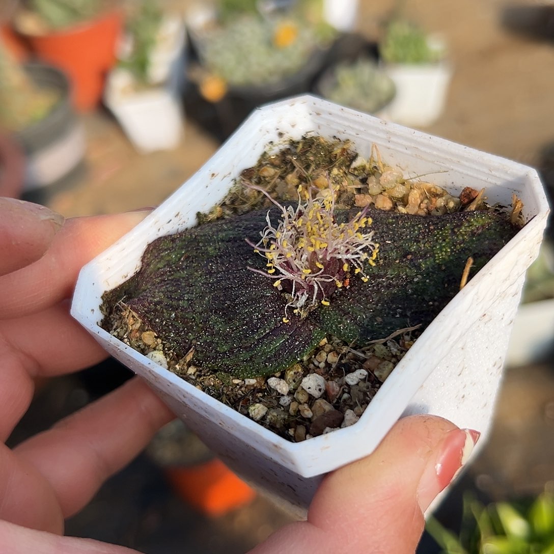 多肉植物紫镜开花