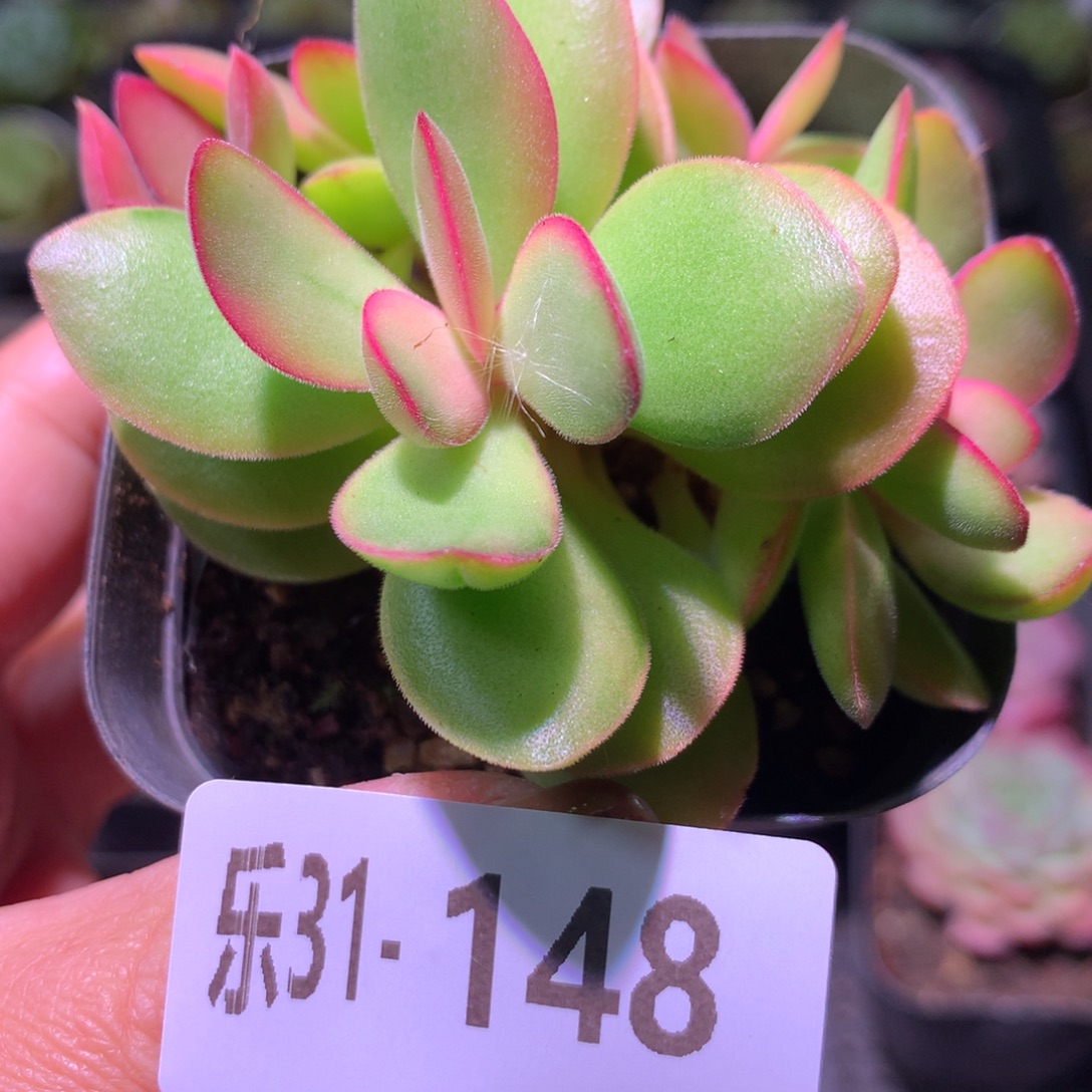 乐然31-148 糖果锦 