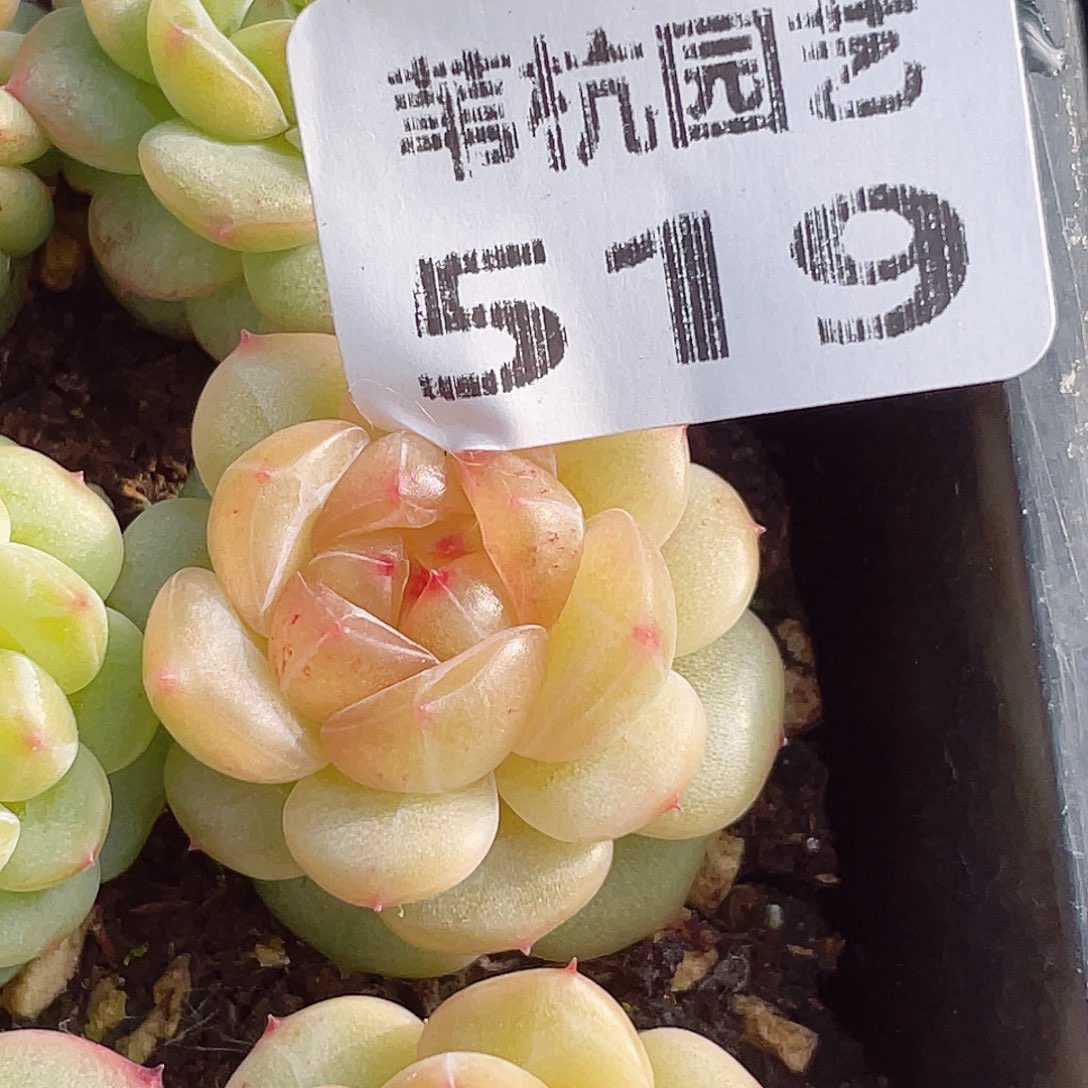 519号线地铁站附近有个