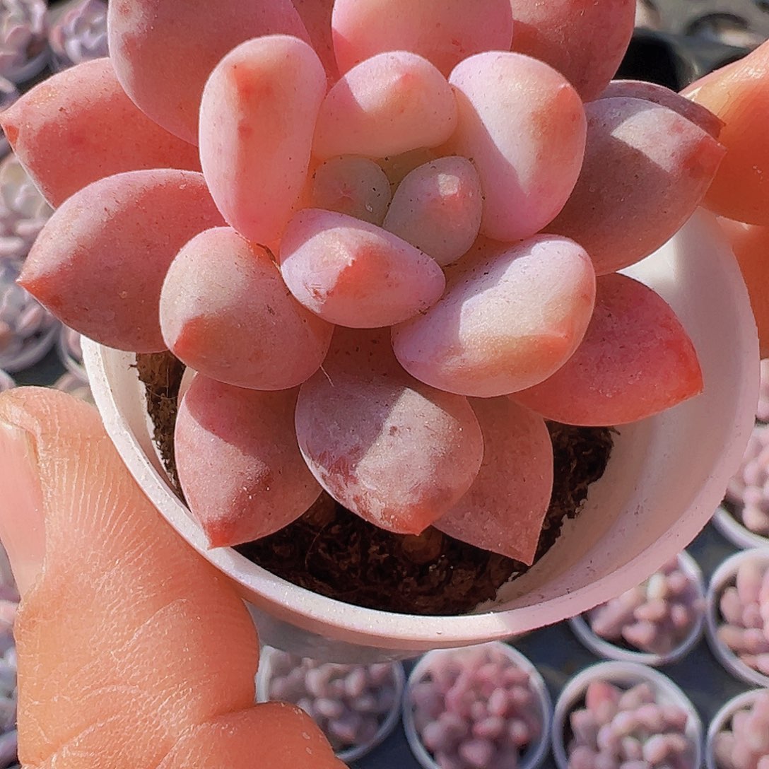 半夏19包邮多肉植物植物