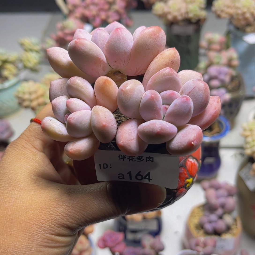 香水奶164/8cm多肉