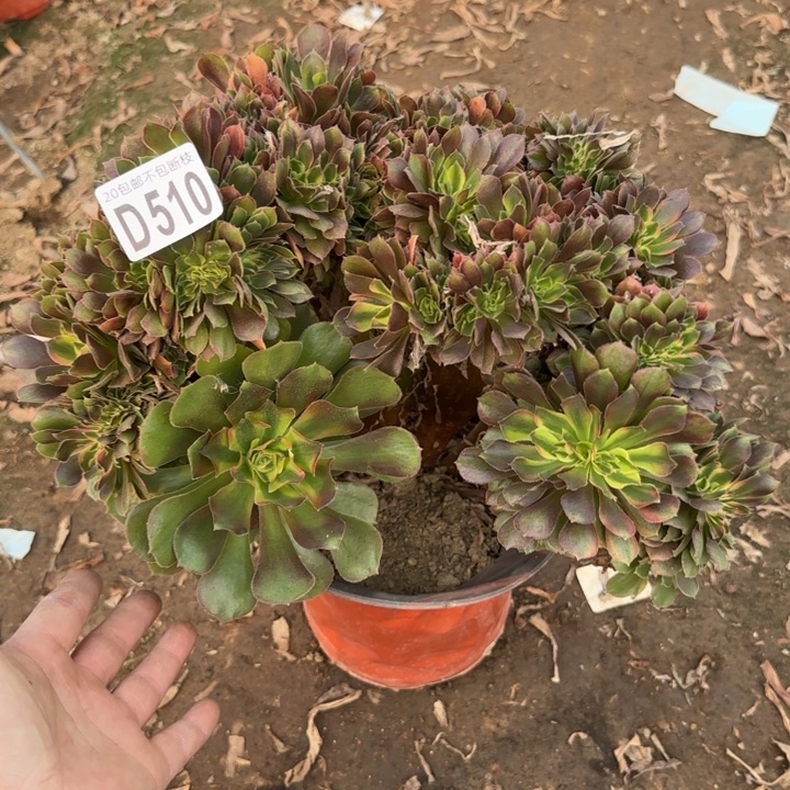 雅典娜缀……多肉植物……