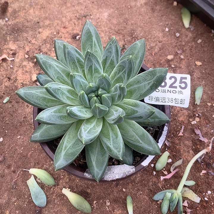 青花瓷大单头 中秋福利8折