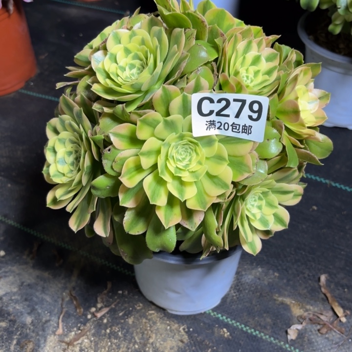 瑞妈一物一拍279