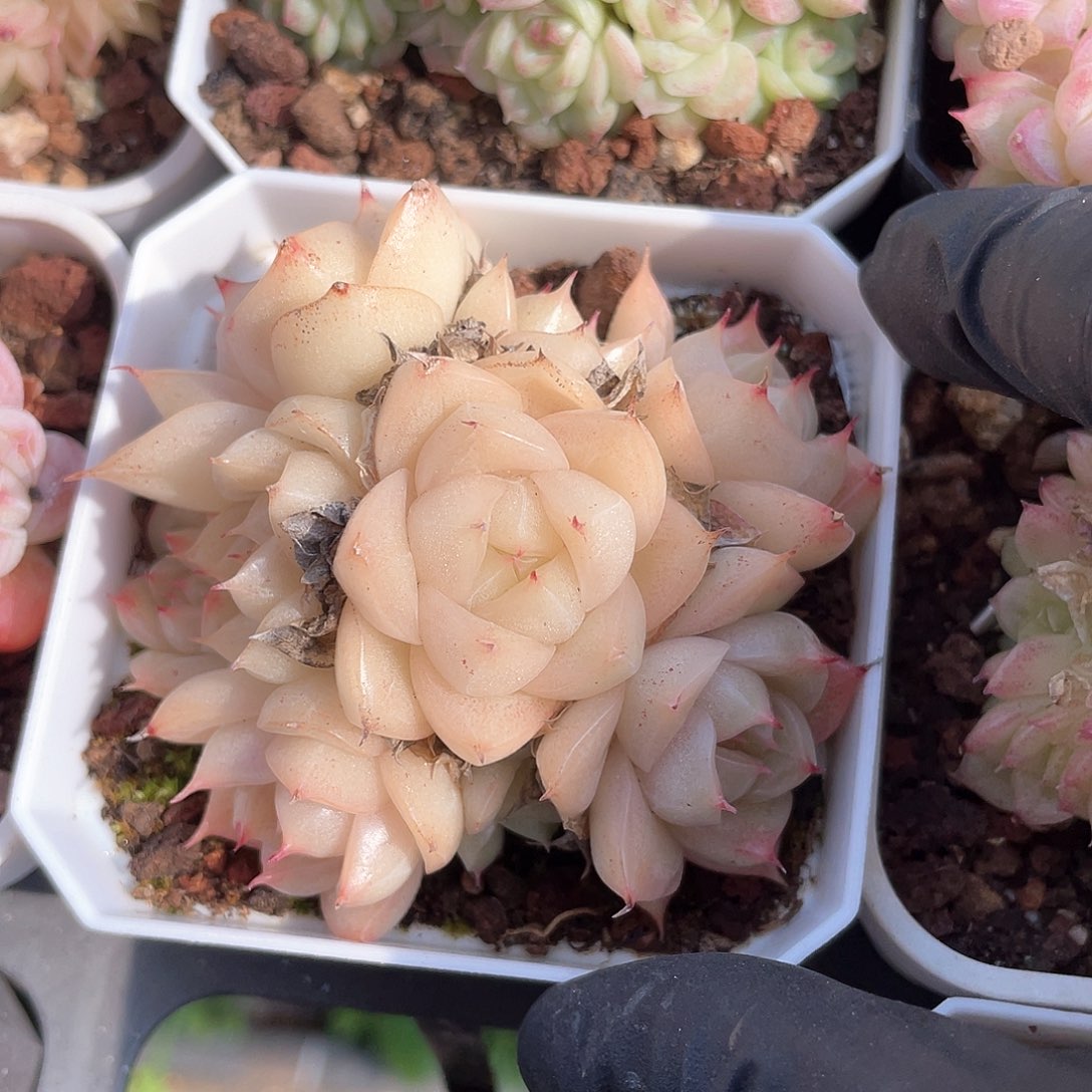 优选麦秆福利9383