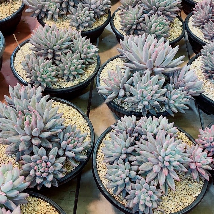 红蜻蜓大群多肉盆栽植物体验价