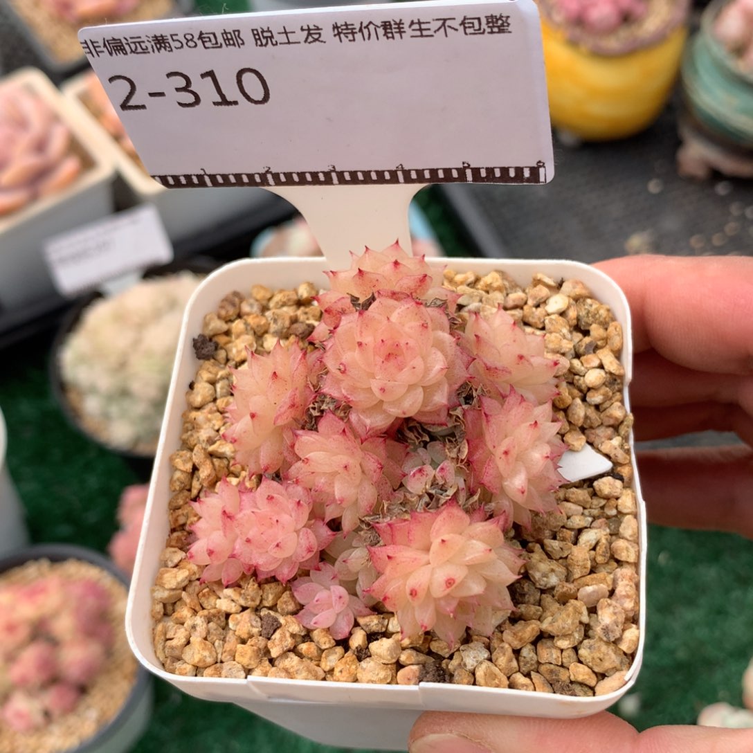 编号麦秆精品多肉58包邮