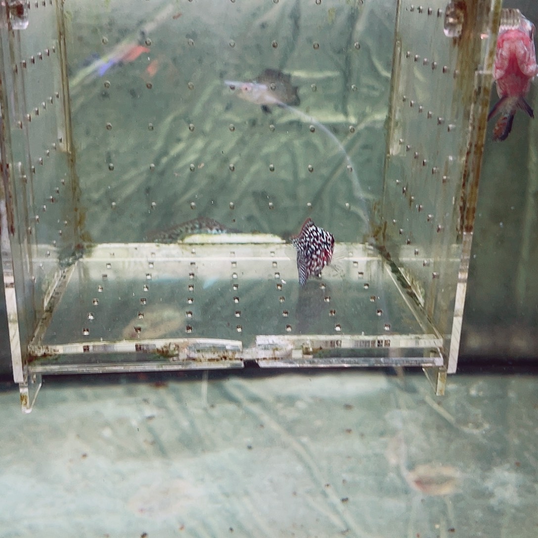 A***哥罗汉鱼f3罗汉鱼鱼苗一条