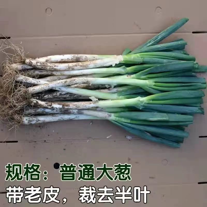 大葱山东本地大葱现挖新鲜净重包邮自产自销正宗实惠营养好吃美味