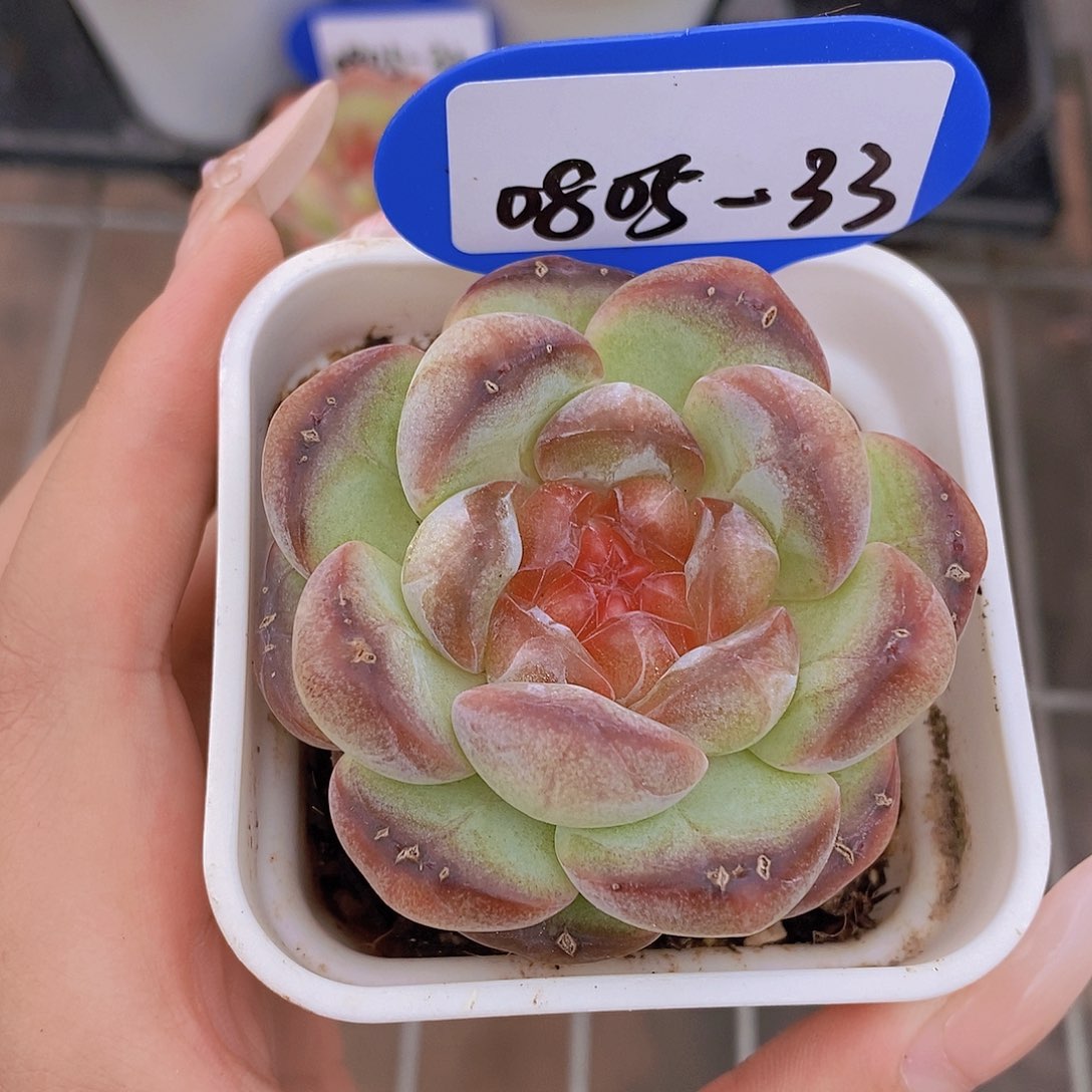 0805-33-孤品福利胖甜茶单头一颗一物一拍