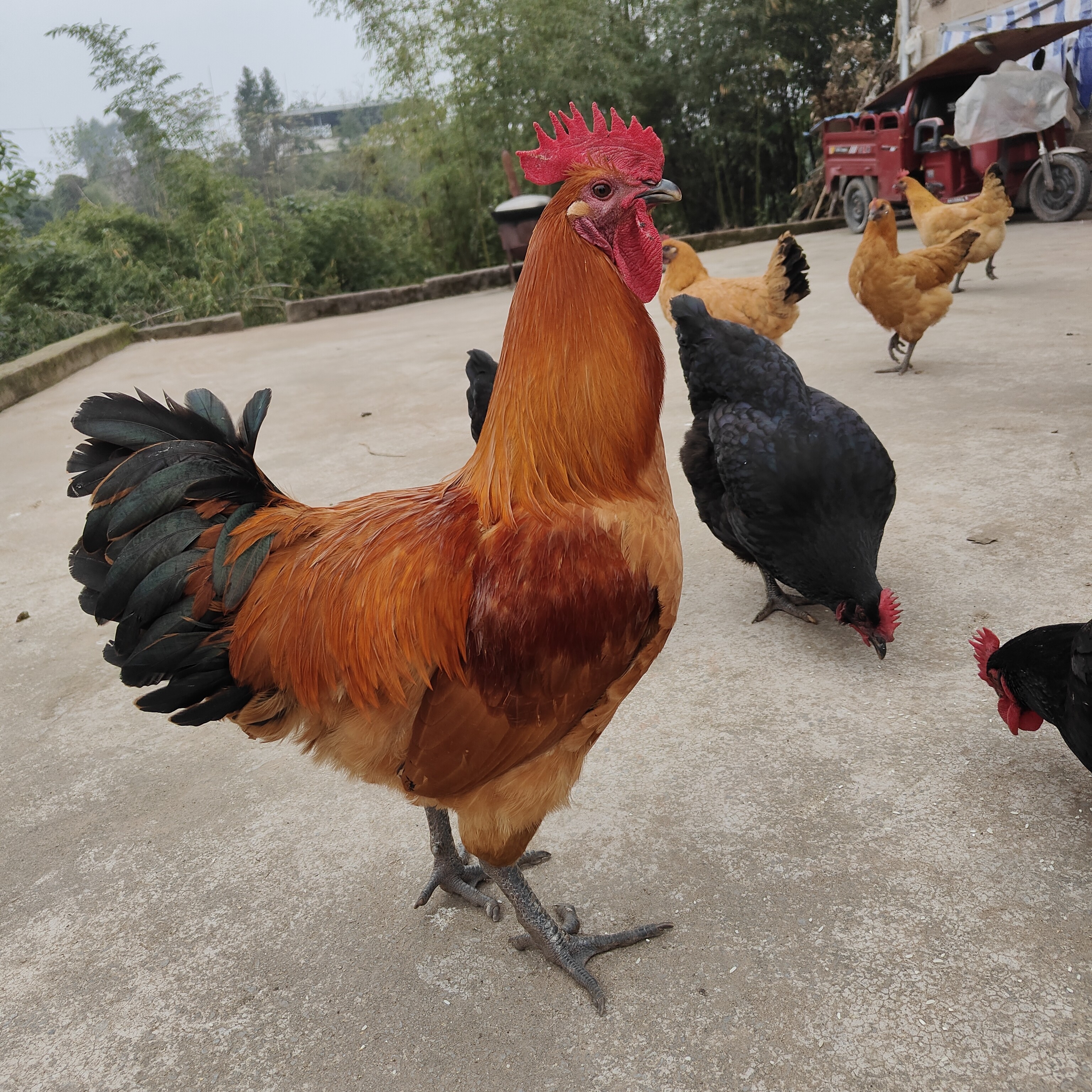 童子鸡龙马高脚生态散养纯粮食喂养溜达鸡  现场宰杀 手工拔毛