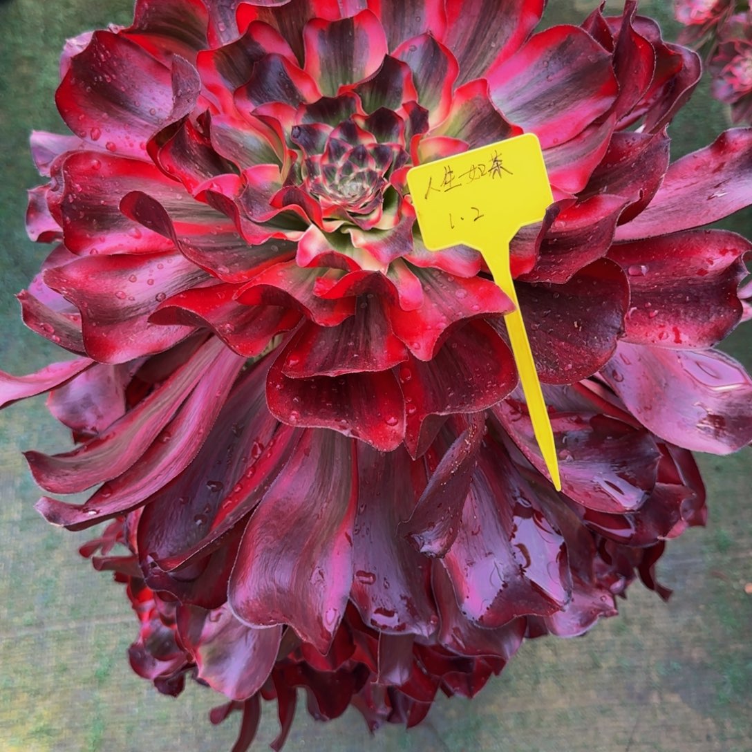 红魔女888888888888