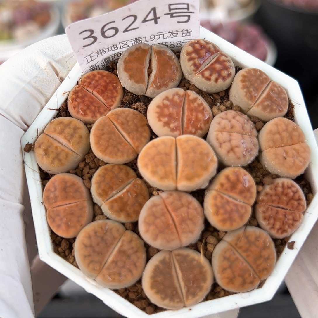 好养易活生石花大母本3624