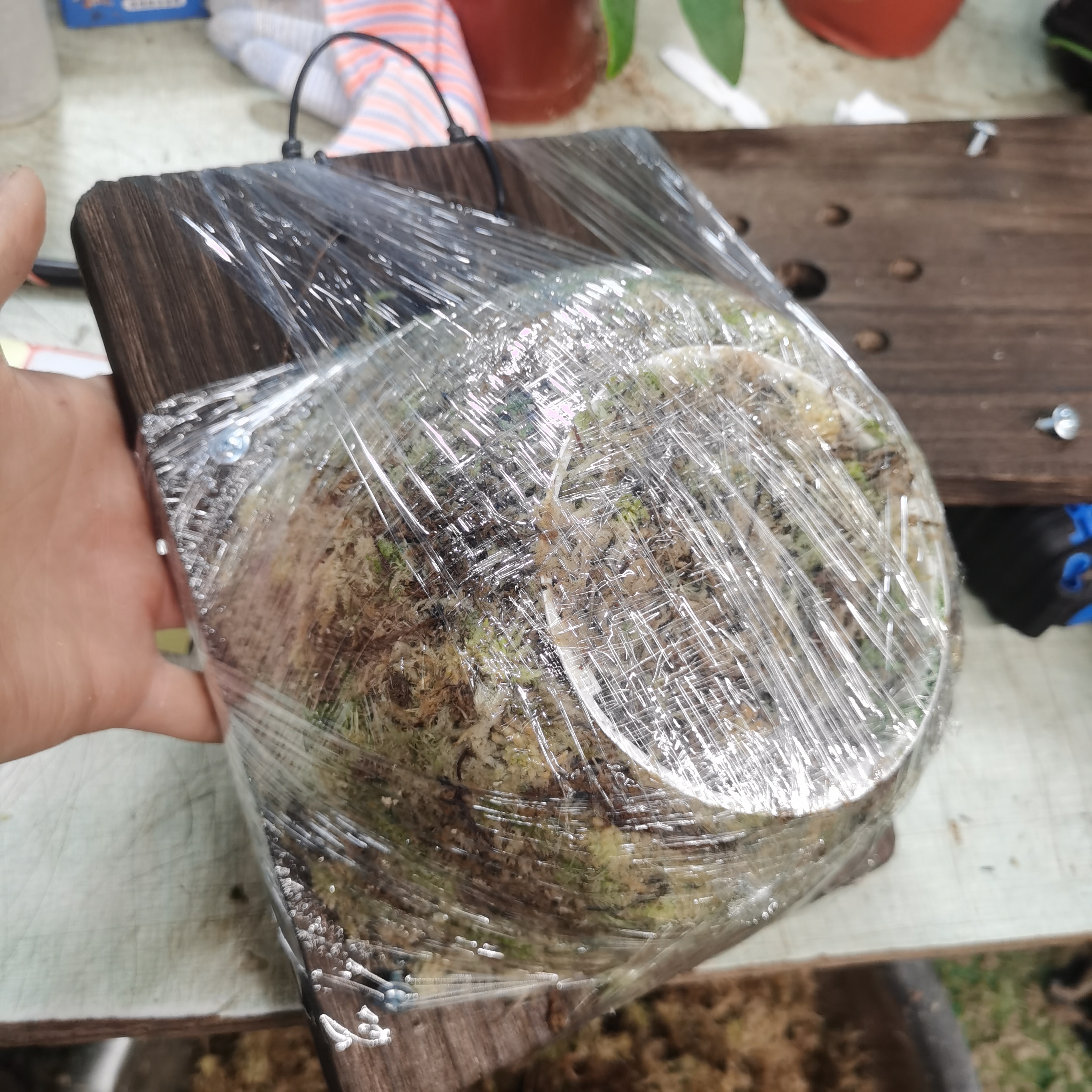 鹿角蕨种植板桐木18*24厘米