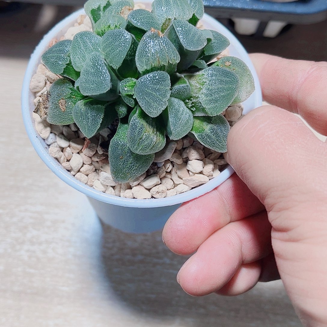 补差价新手好养的