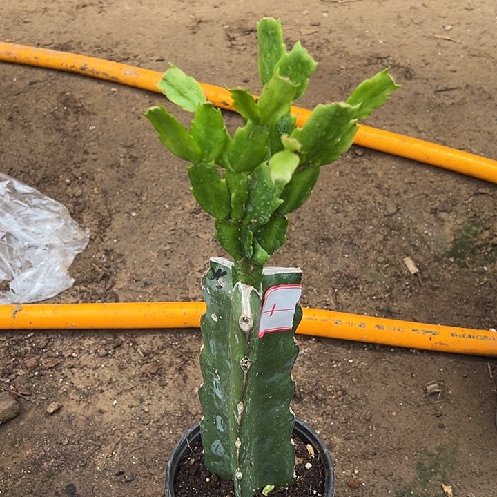 当前无花栽培后可以开花雅丝1
