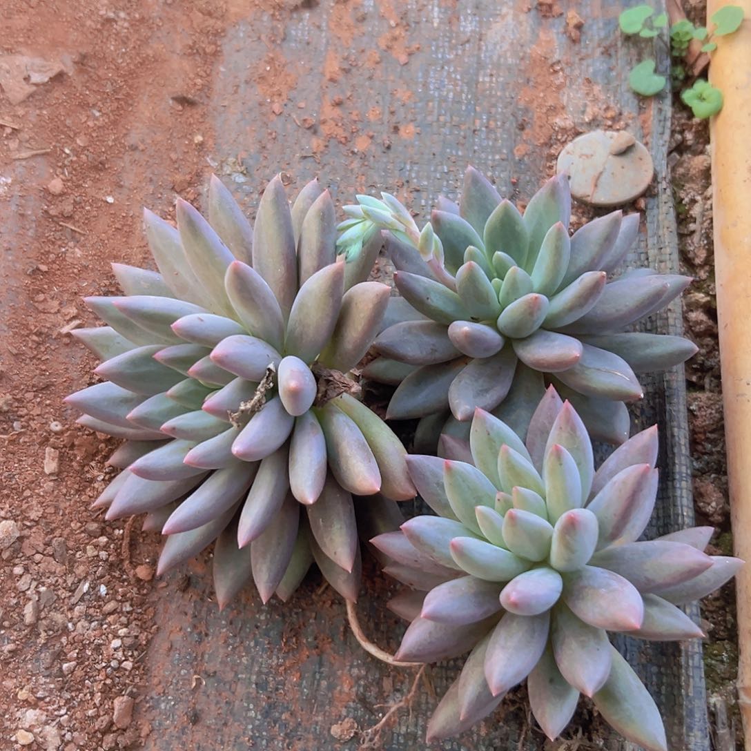 美人杂3个脱土发出