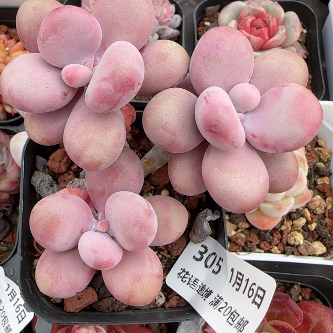 花语逸镜0116-305