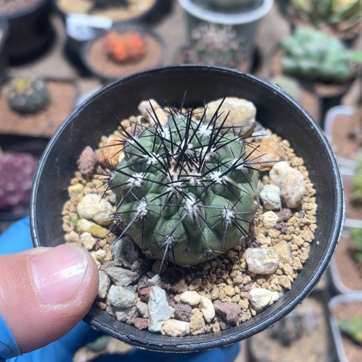 646龙爪球妖鬼玉