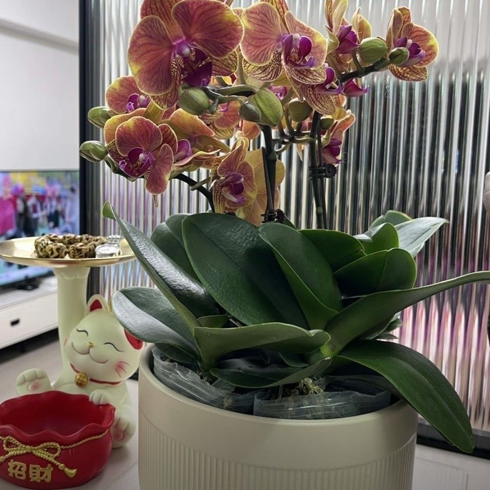 精品蝴蝶兰【吉利】带花发货